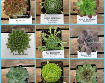 Sempervivum, CHOOSE YOUR Winter Hardy Succulent, Hens and Chicks/ Winter Hardy Plants / Rock Garden Plants / Succulent Favors