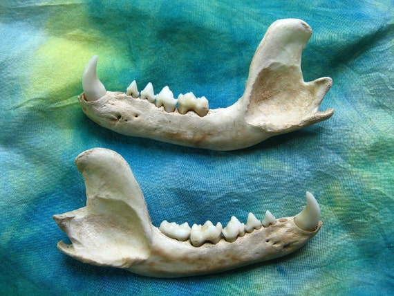 FOUND OBJECTS RACCOON Jaws Lower Jaw Bones by AtticStudioWV