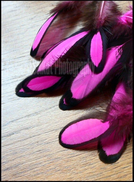 Hot Pink Craft Feathers Wholesale Hen Feathers Laced Black