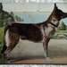 Antique German Shepherd Dog Postcard, Alsatian, Canine Animal, Vintage c1905