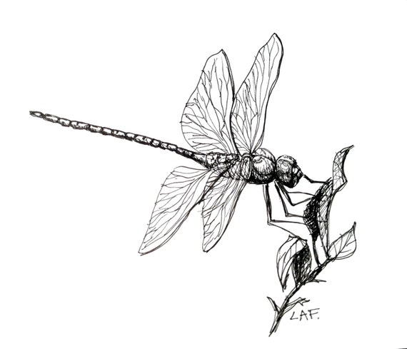 Original Drawing or Limited Edition Print Dragonfly feeding