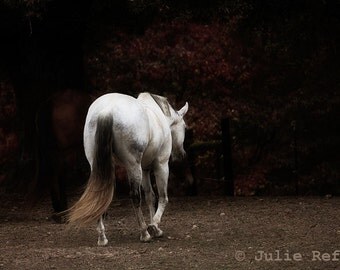 Horse Photography White Horse Equine Art