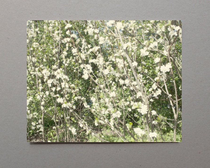 Spring Flowers Botanical Art Print Botanical Decor Botanical
