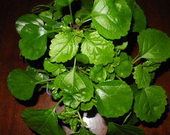 Swedish Ivy- live plant