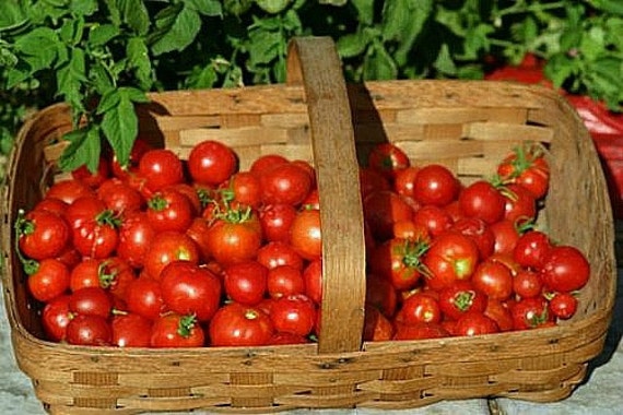 Stupice tomato SALE 100 seeds classic heirloom award