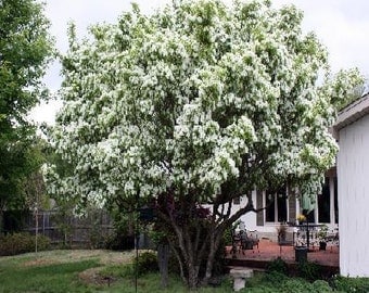 50 White Fringe Tree Seeds, Chionanthus virginicus