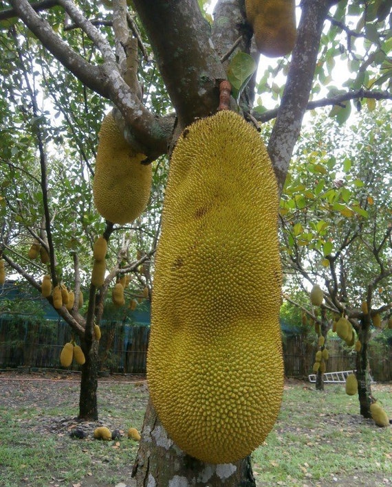 jackfruit largest tree borne fruit An official announcement on giving the largest tree borne fruit that is known the aim is to promote the 'kerala jackfruit' as a brand in markets. jackfruit largest tree borne fruit An official announcement on giving the largest tree borne fruit that is known the aim is to promote the 'kerala jackfruit' as a brand in markets.