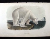 Audubon Quadruped Octovo Polar Bear 1851