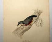 Rare Antique Bird Engraving Print 1800's Jardine Selby Himalayan Nuthatch H/C