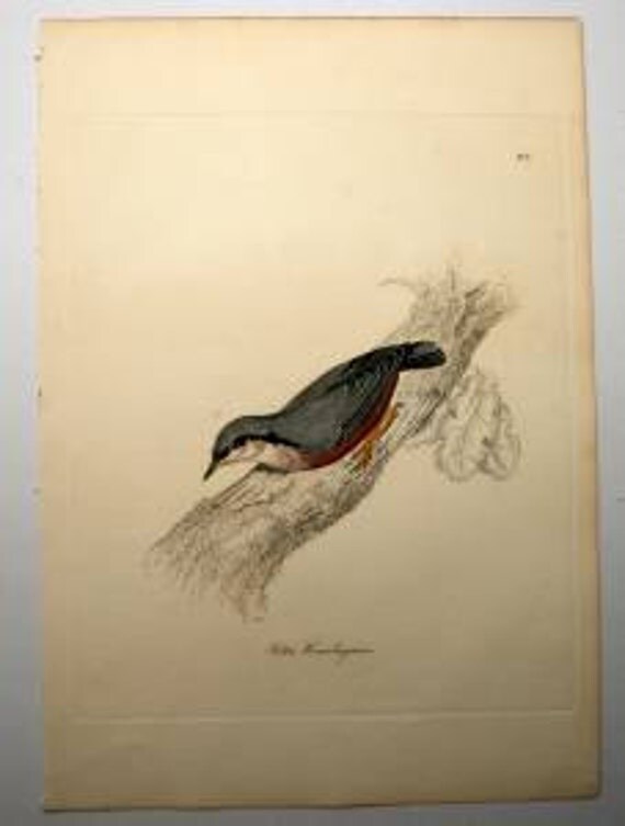 Rare Antique Bird Engraving Print 1800's Jardine Selby Himalayan Nuthatch H/C