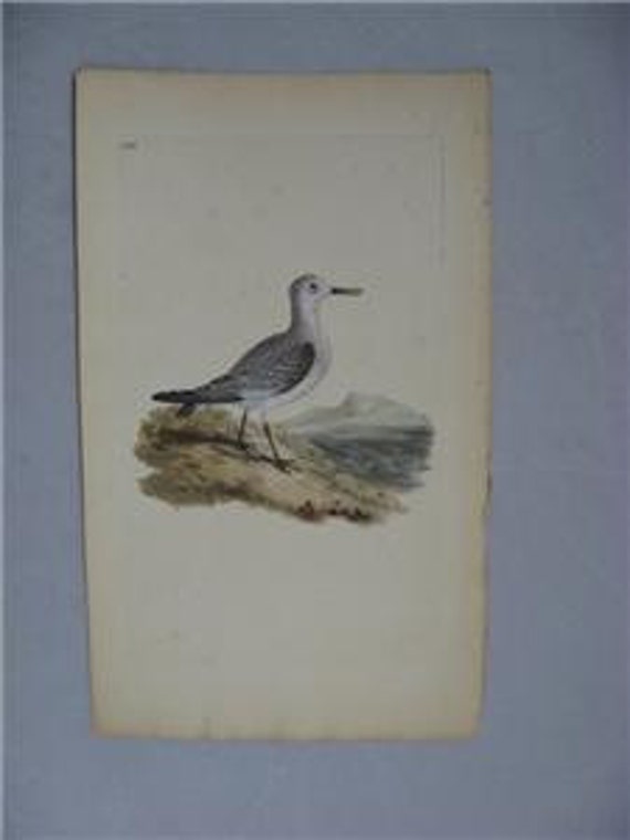 Edward Donovan, H/C Bird Engraving Print, Sanderling Plover, 1816 PL 146