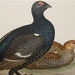 Antique Bird Print Engraving 1855 Beverly Morris British Game Birds Black Grouse