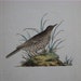 Edward Donovan, H/C Bird Engraving, Dusky Lark, 1816