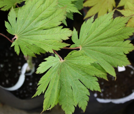 Live OTAKI Full Moon Japanese Maple Tree Graft by TheMapleTreeLady