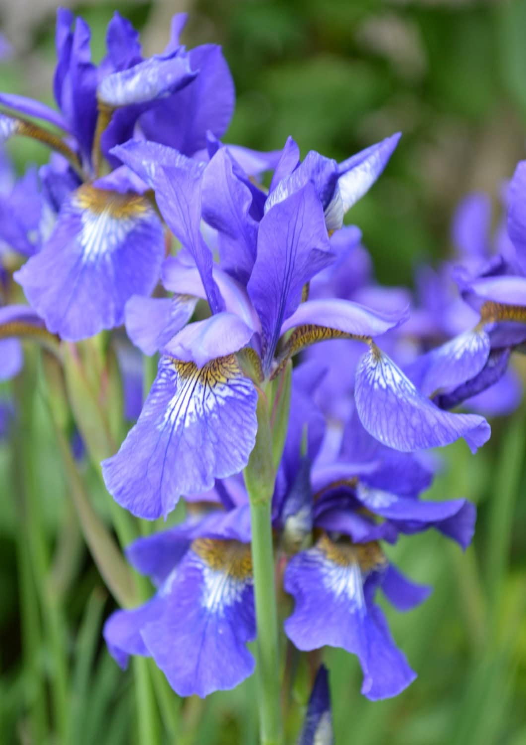 Siberian Iris 2015 Plant Seeds by SeedGenie on Etsy