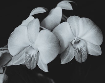 Popular items for orchid photography on Etsy