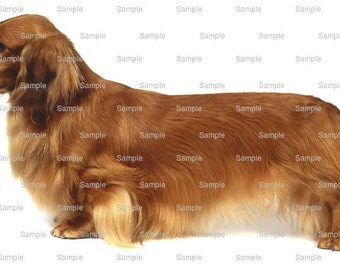 Long Haired Dachshund Dog Birthday - Edible Cake and Cupcake Topper For Birthday's and Parties! - D468