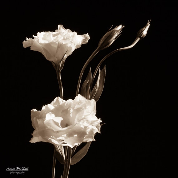 Fotografia bianco e nero del fiore Piazza della stampa