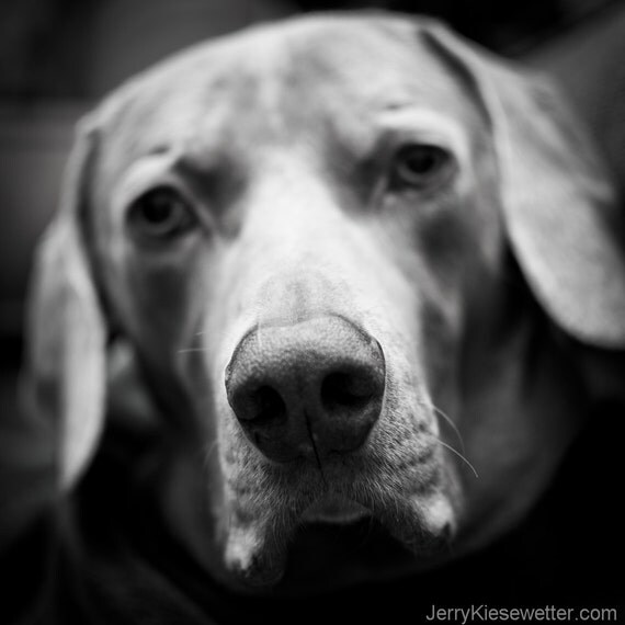 Items similar to Sad Dog, Black and White Weimaraner Photo, Pets, Dogs ...