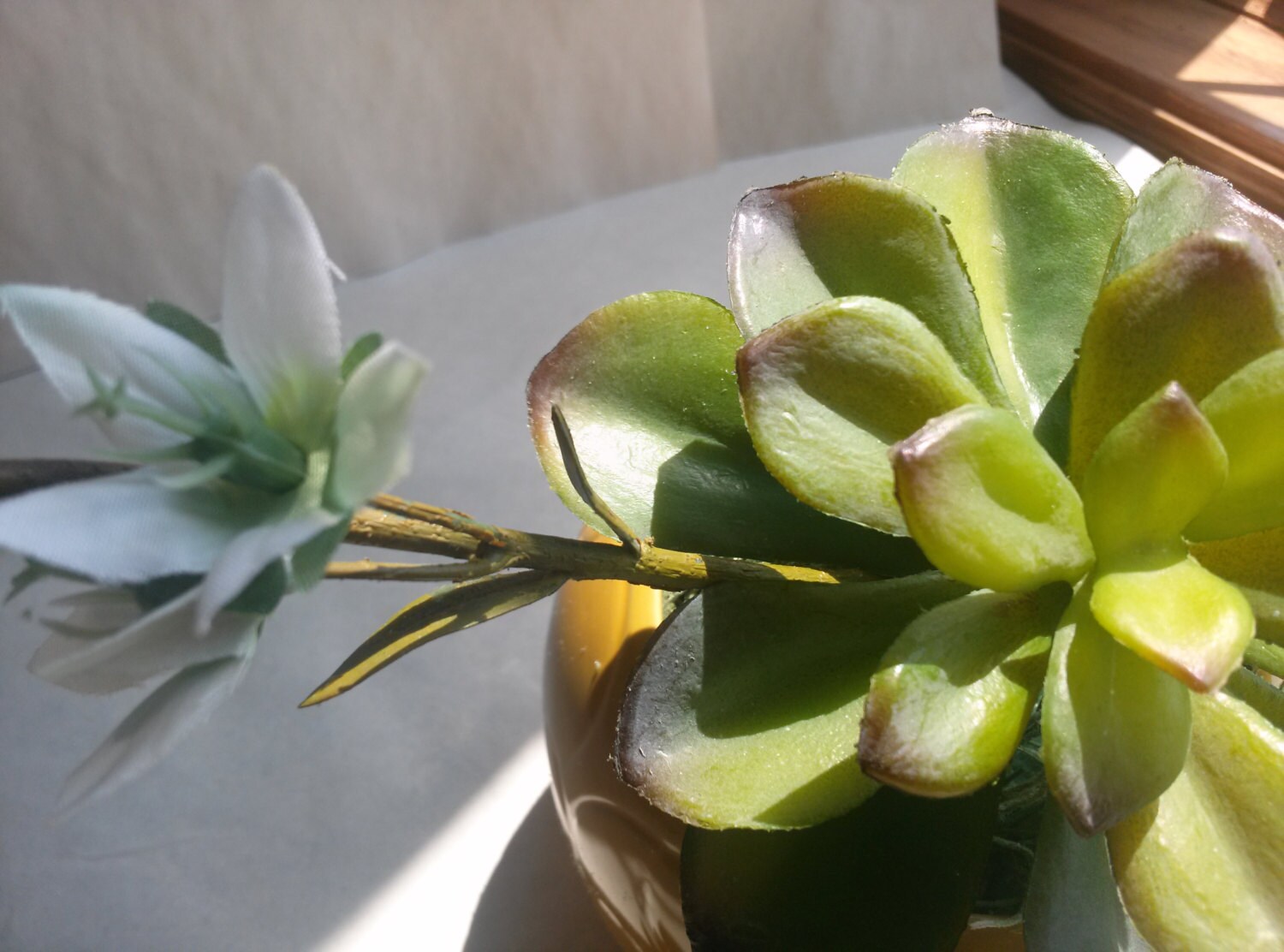 Cactus Succulents Round Vase Succulent Flowers Succulent