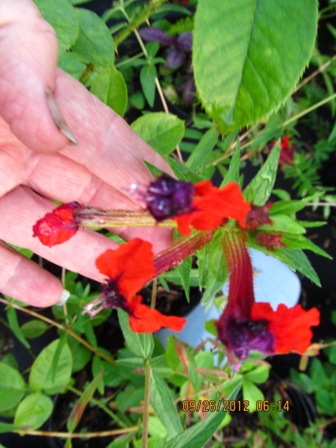 Cuphea Bat Face starter plant