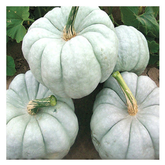 Blue Doll F1 Hybrid Pumpkin Seeds RARE and EXOTIC Deep