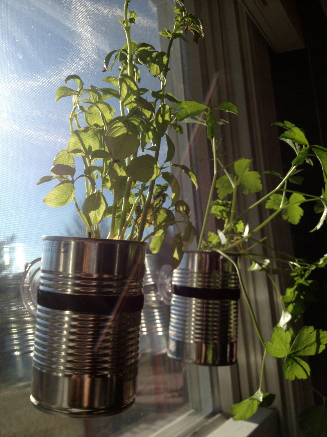 Suction Cup Window Planters SET OF 4 For Seed Starting and