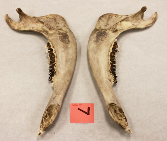 Lower Jaw of buffalo bison cow bull deer elk teeth