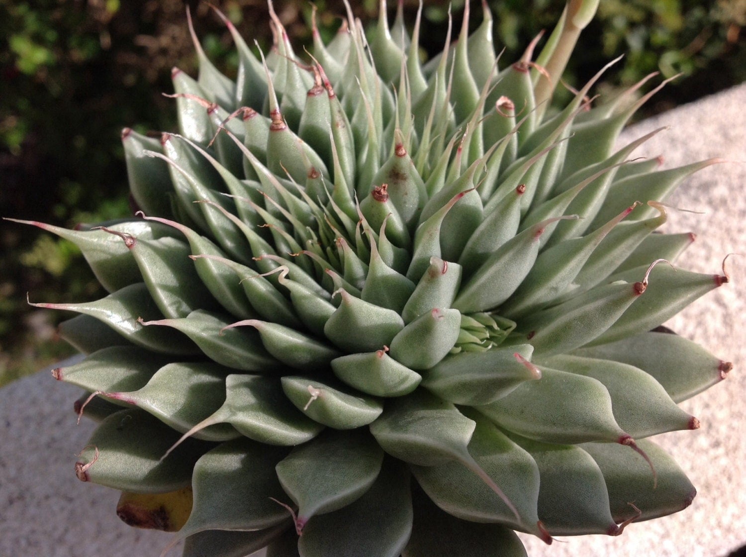 Succulent plant Graptoveria Silver Star. Lovely star shaped