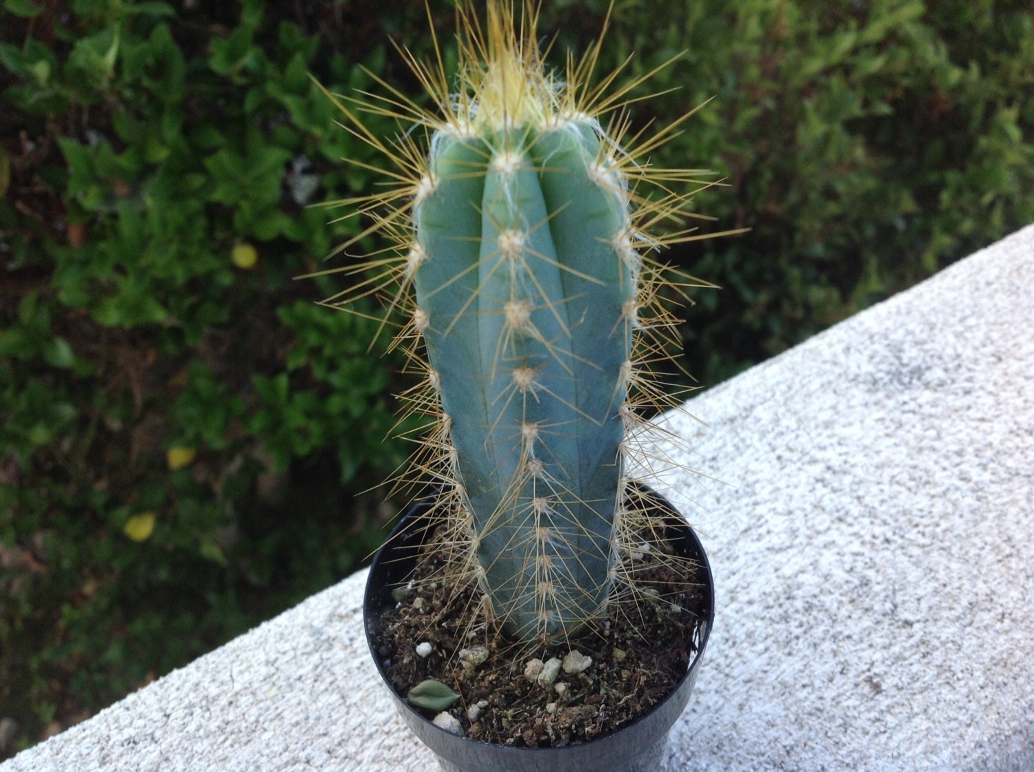 Succulent Blue Candle Cactus Pilosocereus