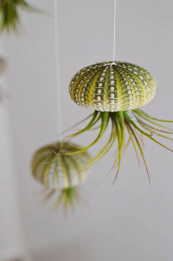 Hanging Jellyfish Air Plant Sea Urchin Shell