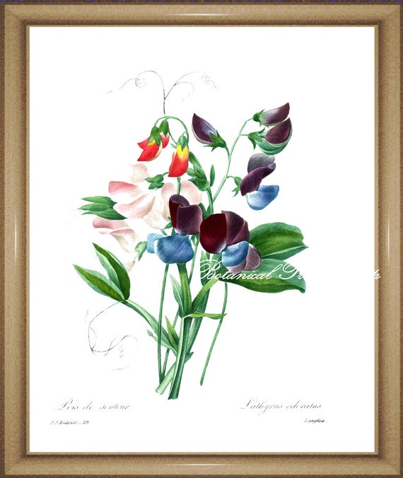 Sweet Pea Print.1 Botanical Print. Sweet by BotanicalPrintsShop