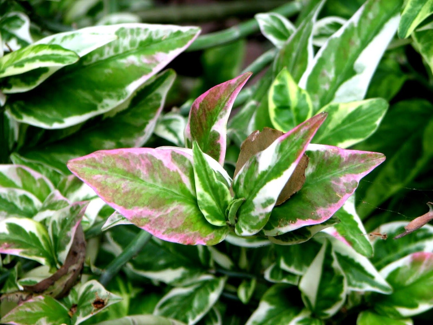 zigzag plant with flower