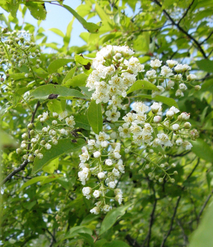 1 Common Choke Cherry Tree SEEDLING Birds Make by WetNWildGardens