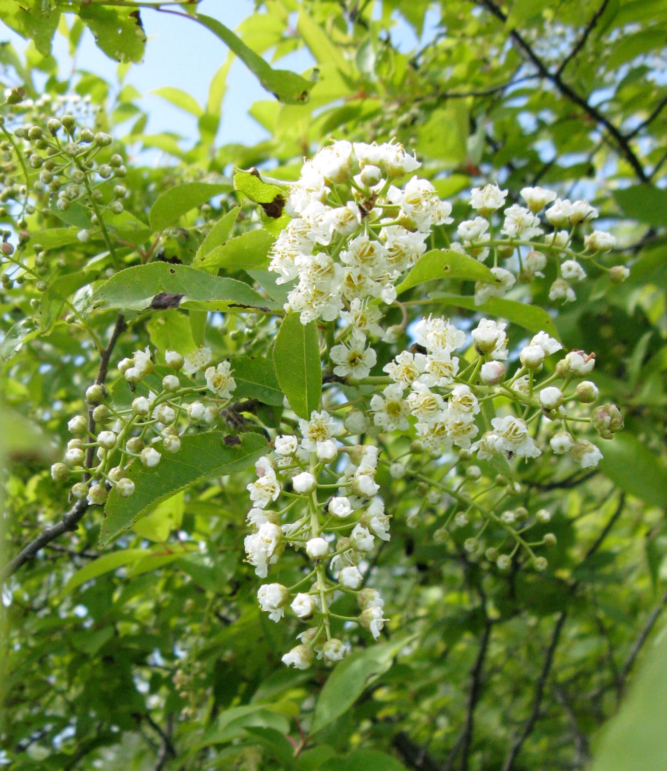 1 Common Choke Cherry Tree SEEDLING Birds Make by WetNWildGardens