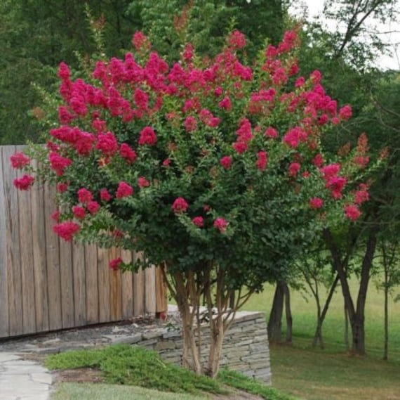 Crape Myrtle Tonto Tree, RED flowers, FAST growing tree, low ...