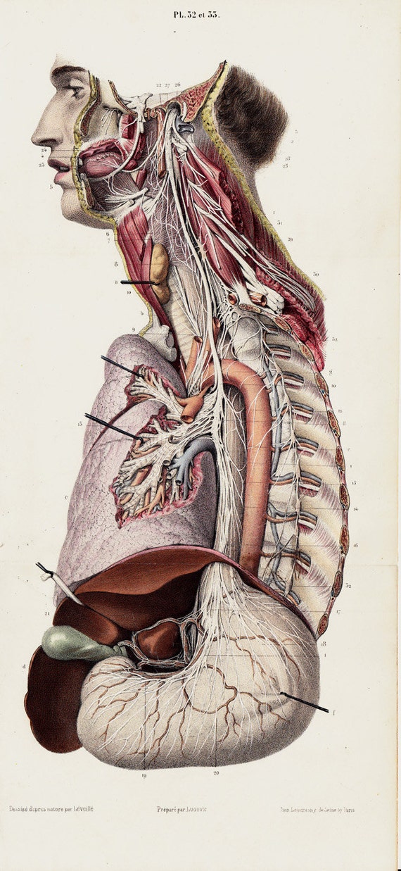 1853 Large Antique ANATOMY print medical by TwoCatsAntiquePrints