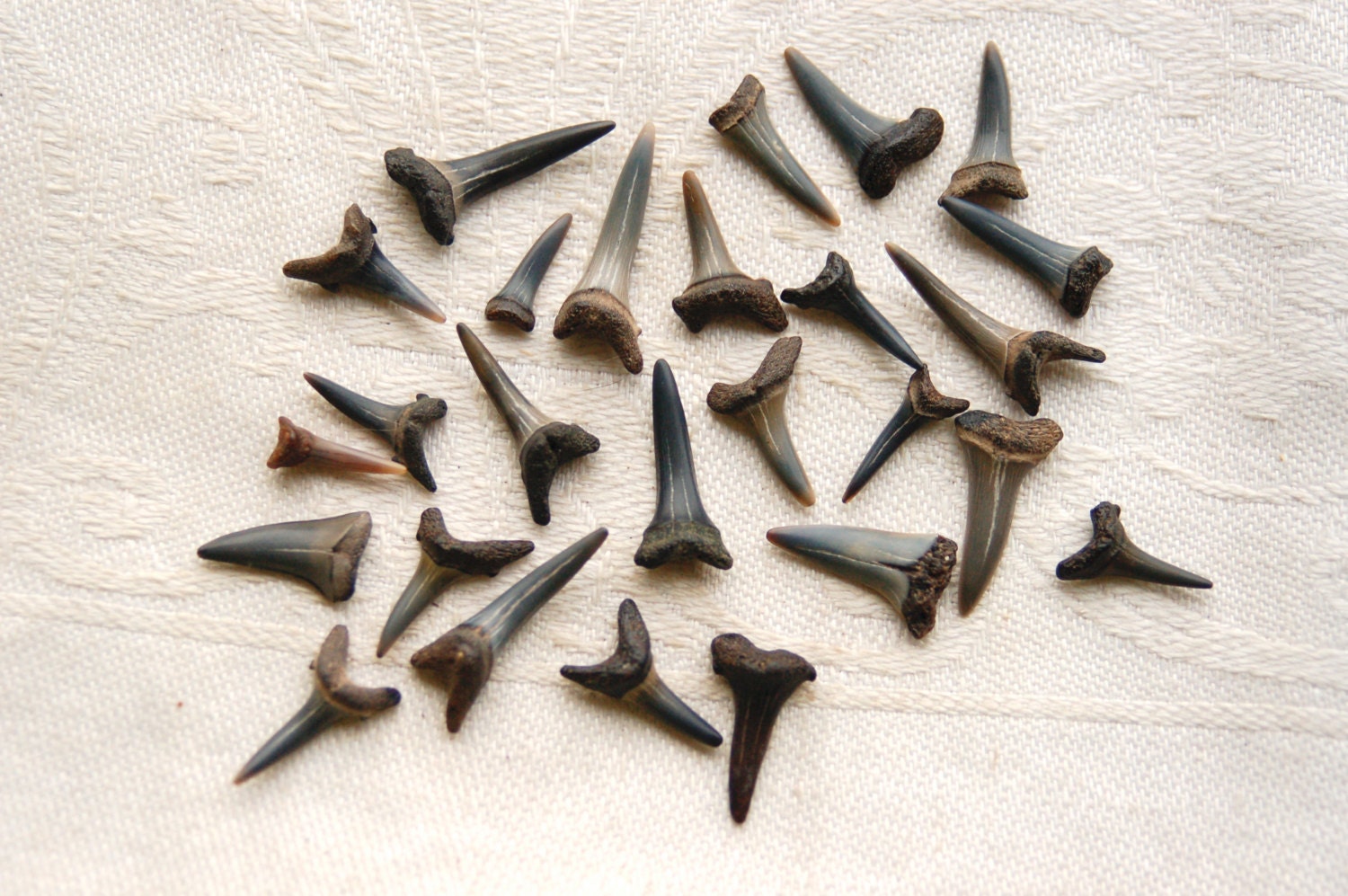 26 pieces of fossilized sand tiger shark teeth by treasurehider