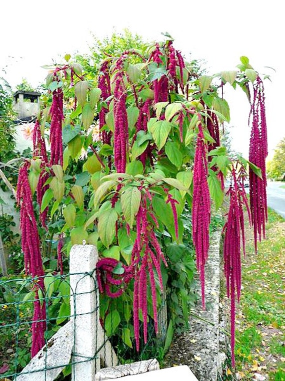 items-similar-to-organic-love-lies-bleeding-amaranth-seeds-backyard