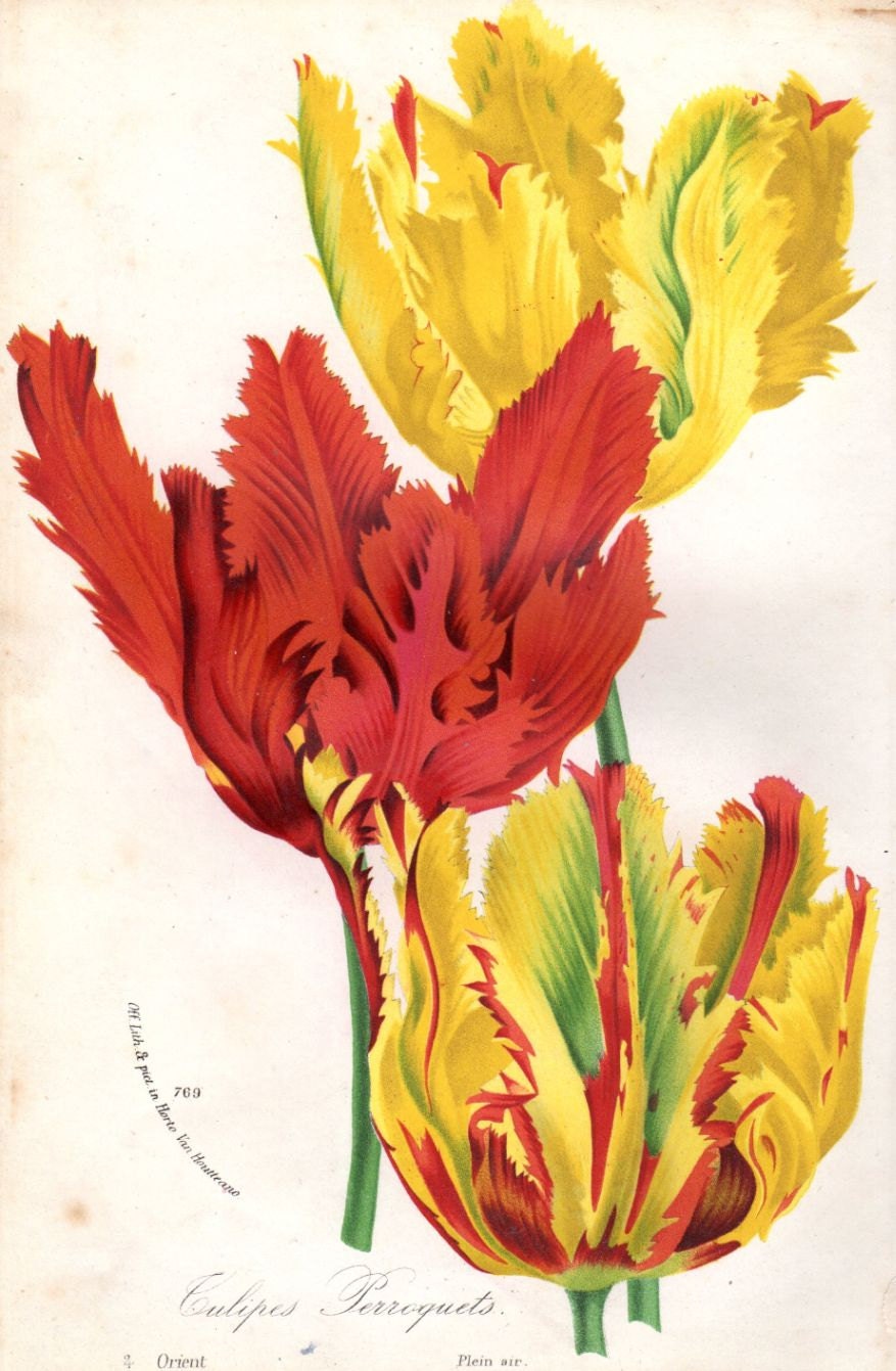 1876 Antique Botanical Print Tulip Flower By AntiquePrintGallery