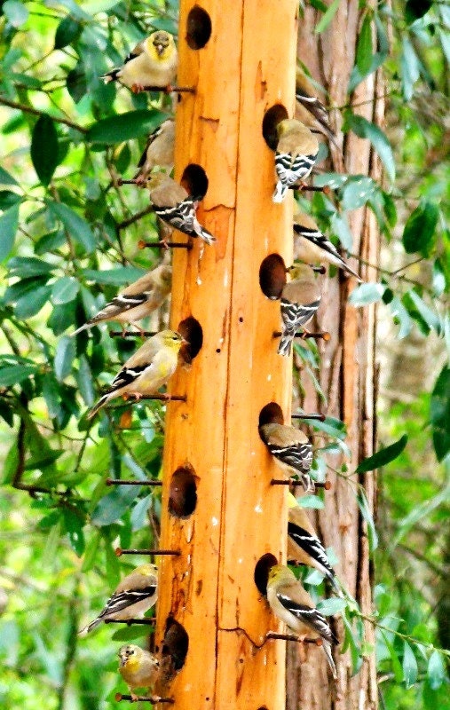 The best finch attracting wooden bird by WoodBirdFeederFrenzy