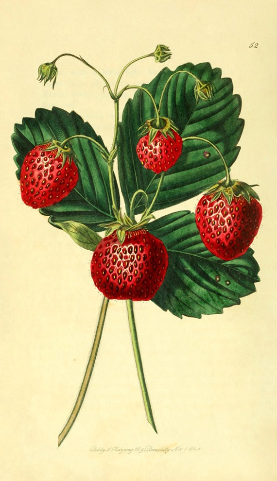 items-similar-to-strawberry-prints-vintage-illustration-vintage