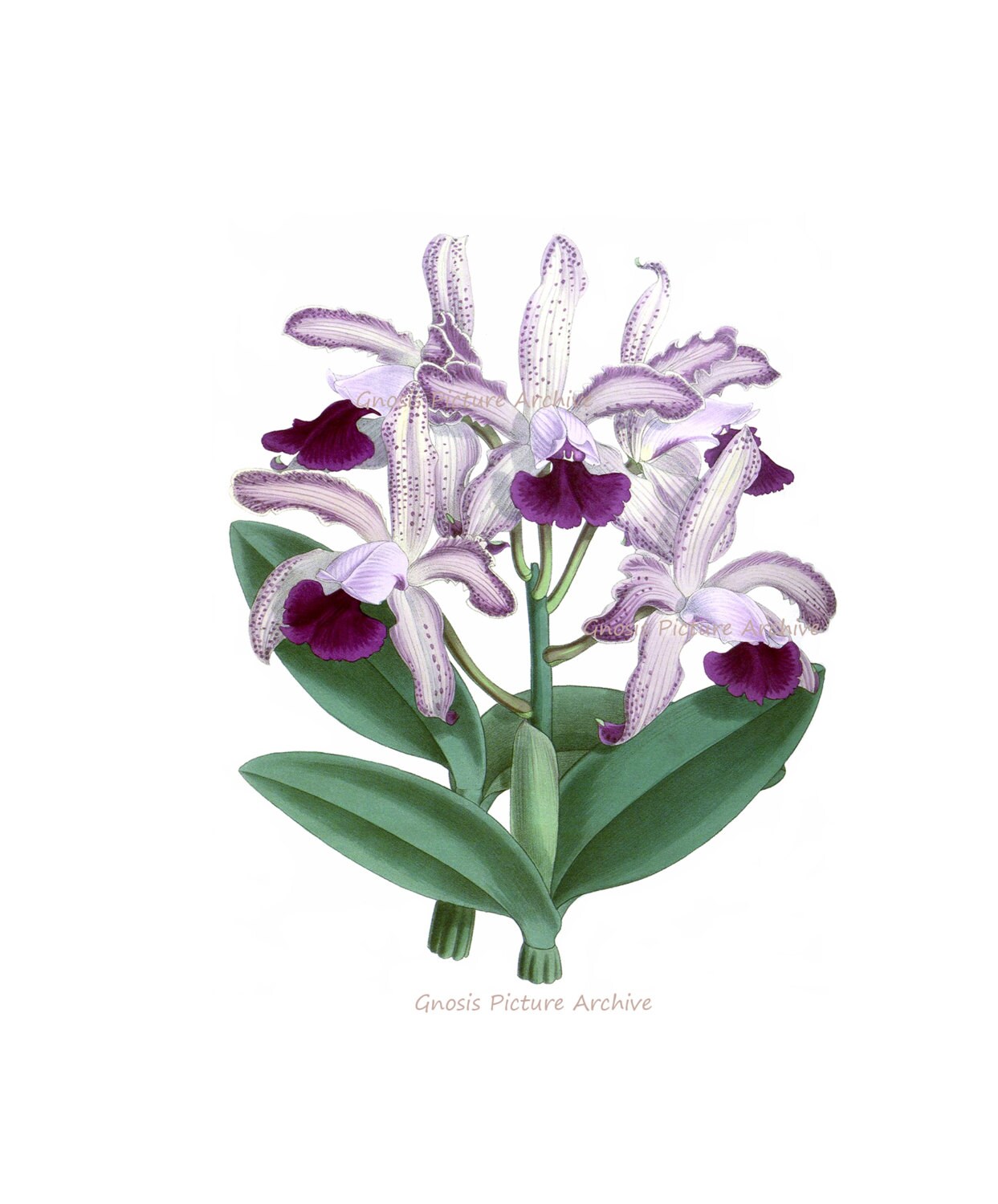 Antique Botanical Print Orchid No.4 Wall Art Tropical Decor