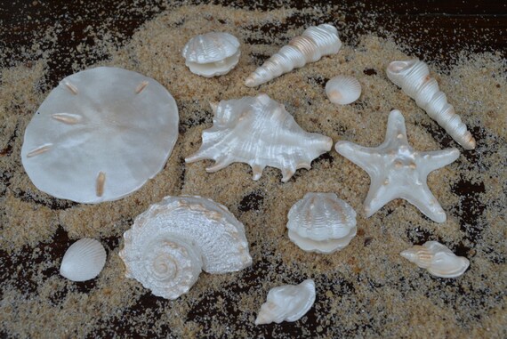 Edible+Seashells+for+Wedding+Cakes 12 Edible sea shells. Wedding cake toppers. Edible wedding cake sea ...