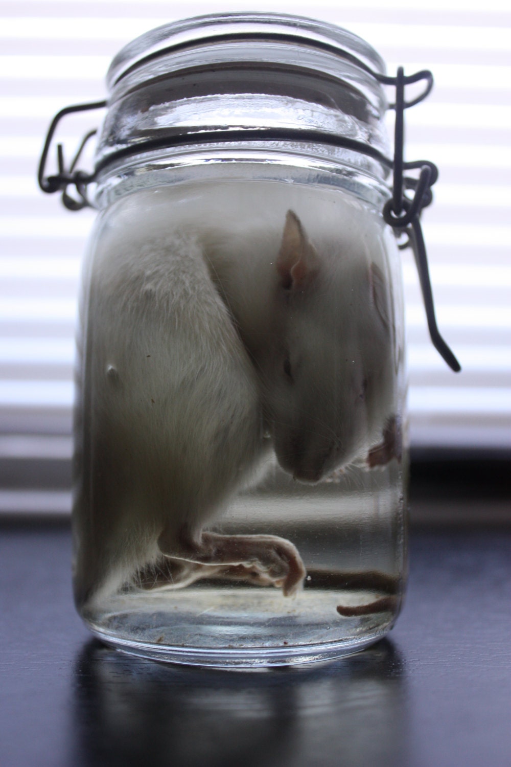 Wet Specimen Rat in Hermetically Sealed Jar
