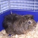 5littleguineapigs