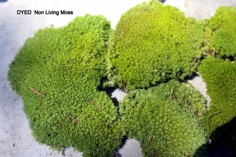 Preserved MossPillow MossCushion MossNO WATER neededNow by