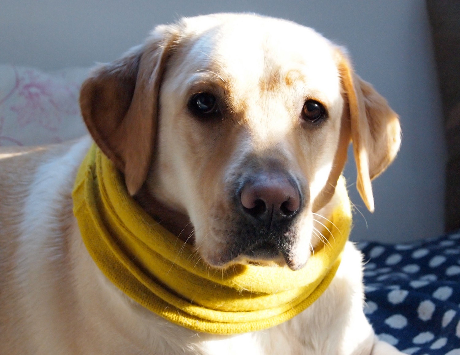 Items similar to Knitted Dog Snoods Any Breed Made To Order on Etsy