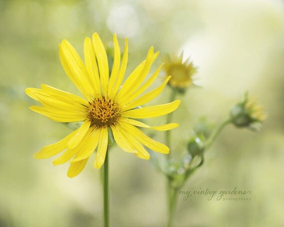 lovely yellow daisies-flower photography - flower photo- cottage garden photo (5 x 7 Original fine art photography prints) FREE Shipping