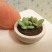 Miniature Dollhouse Succulent Plant in a Pot